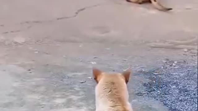 Funny Dog VS Chicken