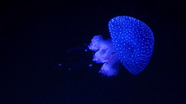 Jelly fish colorful and beautiful 11 - man & camera