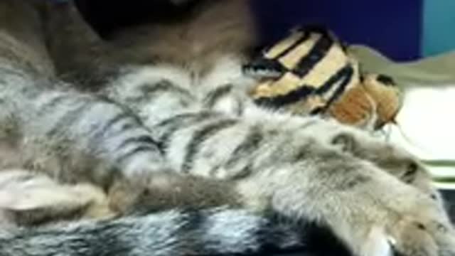 Funniest cat videos that will you laugh