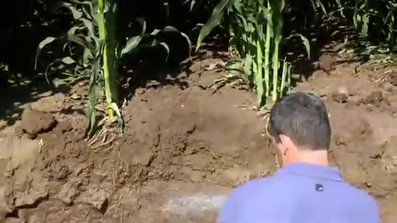 large scale corn production