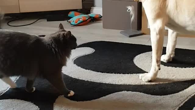 Brown cat jumps on orange dog in front of tv