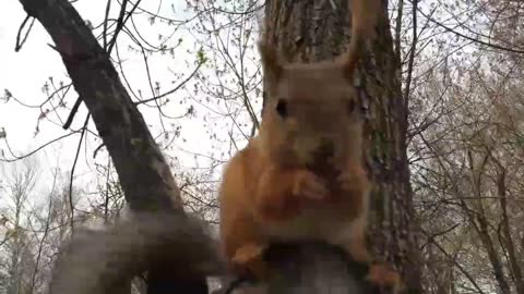 Talkative squirrel