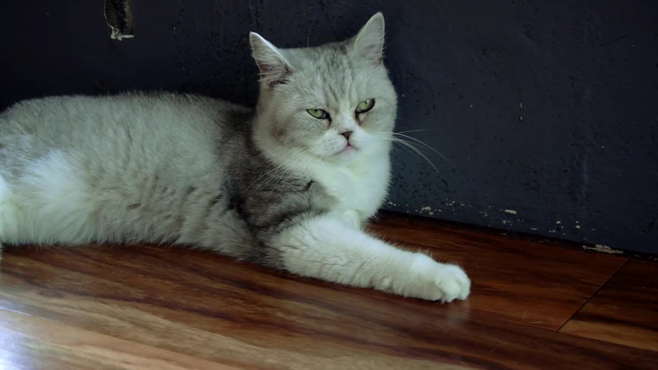 Free Stock Footage - The Funny Lazy Cat //Cats Video-2021