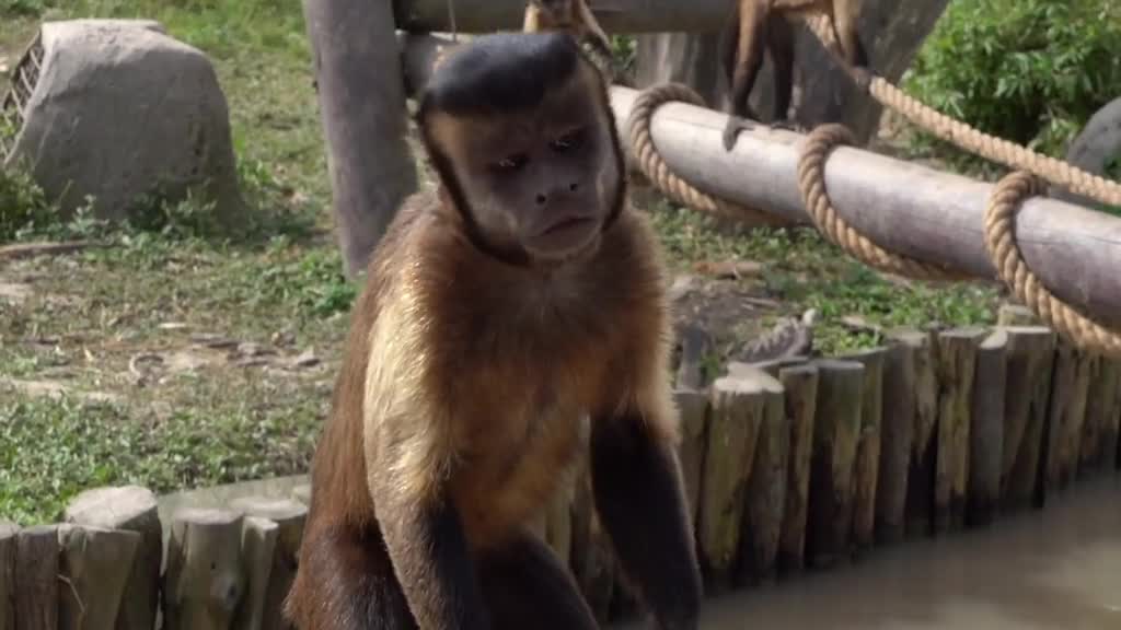 A monkey that can raise its eyebrows