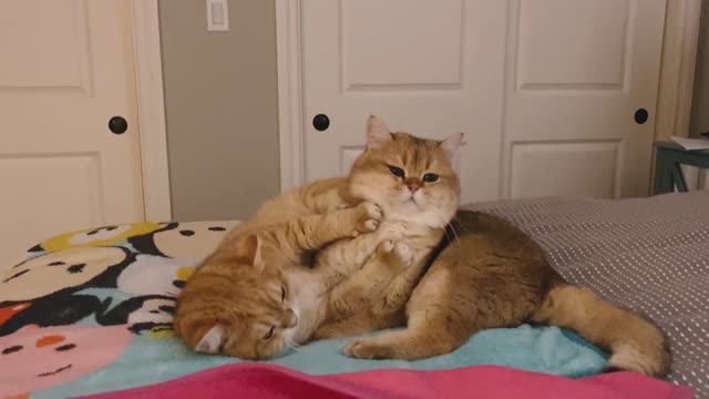 Hey! Stop recording us! two golden British shorthair cats bros 🐈
