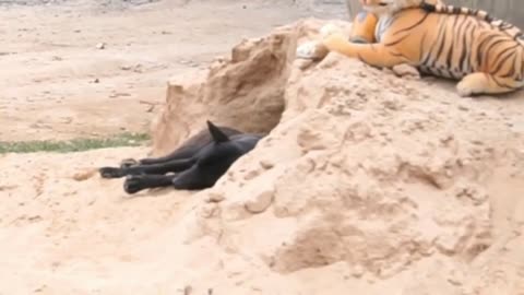 Troll prank Dog funny and fake Tiger prank.