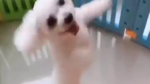 Funny dog