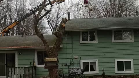 Taking down the weeping cherry tree