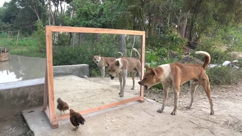 Angry dogs vs mirror reaction ｜ Funny dogs fighting mirror ｜ Amazing mirror reactions on dog