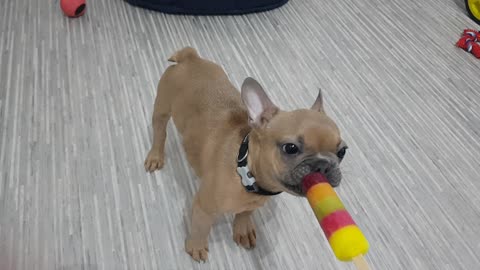 Gorgeous puppy happily tucks in to tasty ice lolly