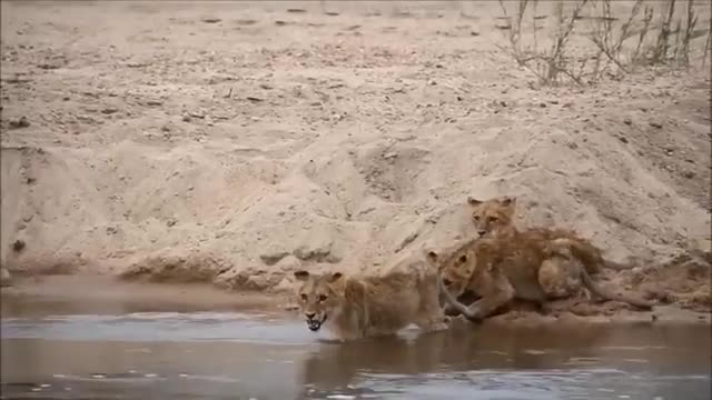 Scary Scene When Crazy Leopards Attack Tourists And Other Animals - Leopard Attack