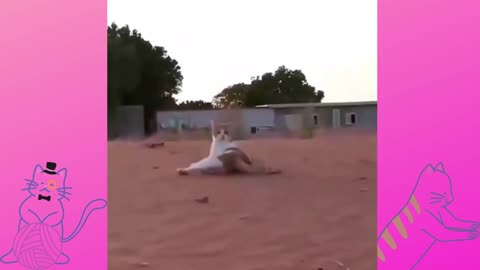 What was that Kitten?