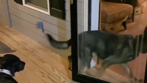 Cute Dog