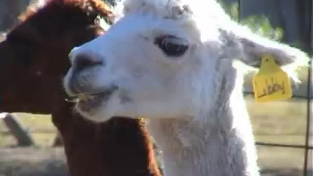 This Alpaca is all crazy-eyed and would probably like to jump the fence and chew my face off.