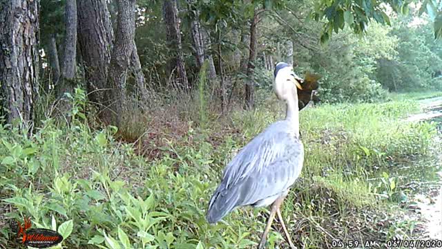 Great Blue Heron v. HUGE Perch 😂🤣😂‼️‼️‼️💥💥💥⚡⚡⚡💦💦