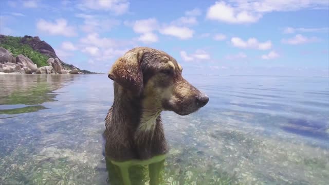 Funny Dogs Playing With Water