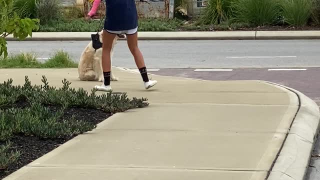 Golden Retriever Has Decided the Walk is Over