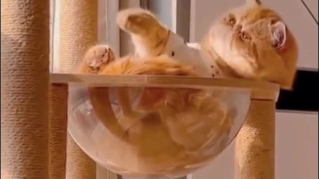 Very adorable cute animals ππππ