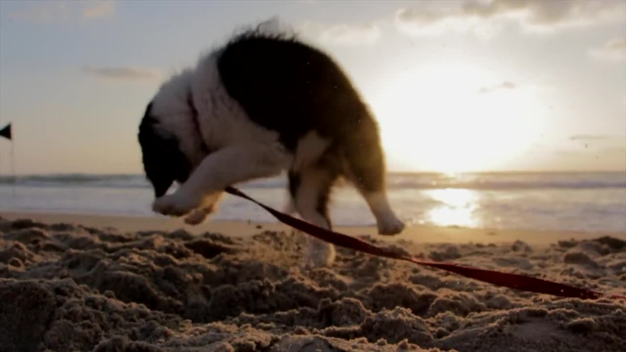 Funny dogs wow