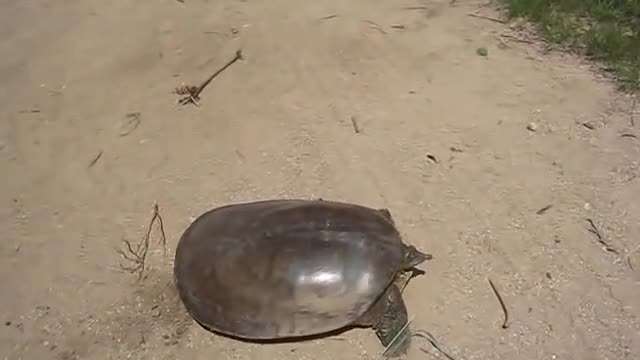 Fastest Turtle