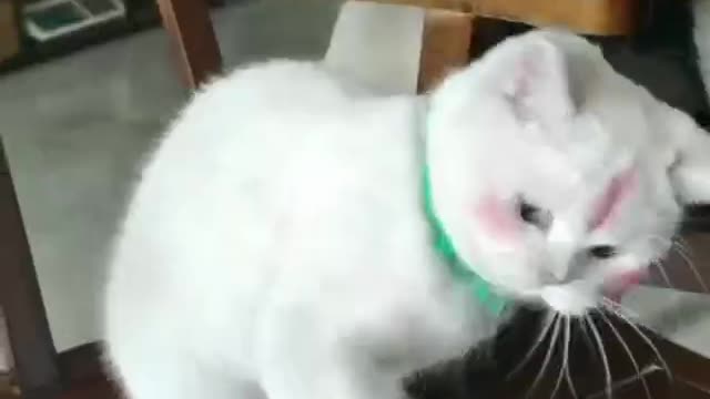 A kitten who has been wearing makeup