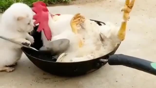 The dog cooks the rooster