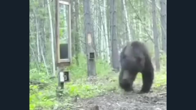 Bear first time faced Mirror