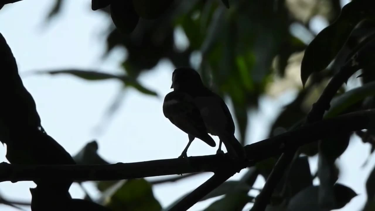 Calm bird exploring the nature 🦋