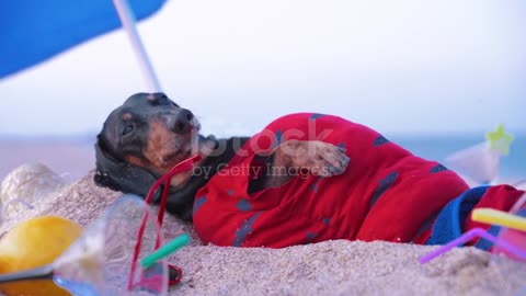 funny dog on the beach