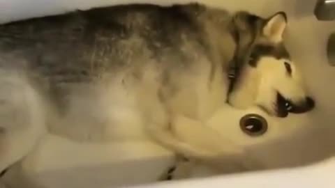 It's too hot in summer, and the dog is reluctant to come out in the bathtub