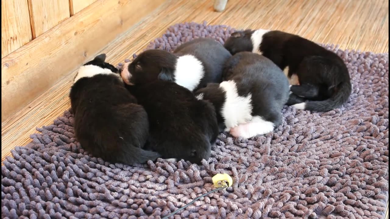 Border collie puppies 2 weeks old mostly sleeping