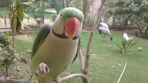 Parrot sounds