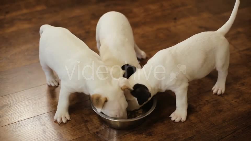 Cute puppies eating food Bowl