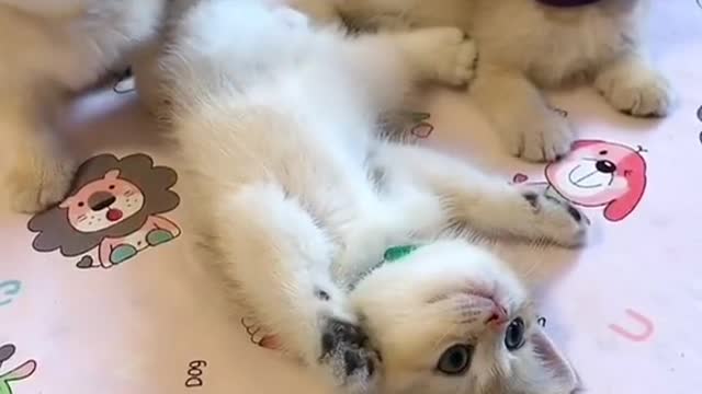 Follow my Eyes!