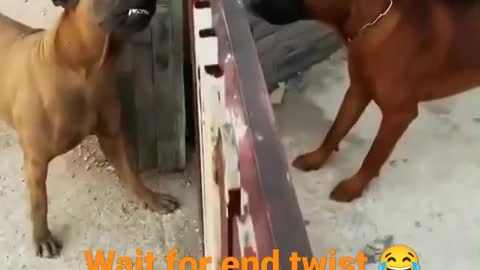 Dogs funny fight video.😂😂😂