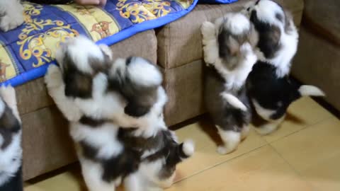 Cachorros Shih Tzu después del primer baño