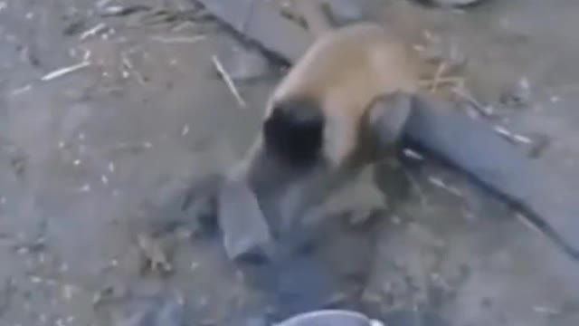 dog and monkey funny videos