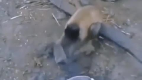 dog and monkey funny videos