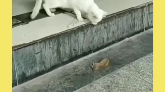 I will not move until the enemy moves