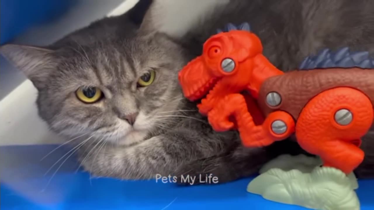 Cat🐱 funny video😄 😁😆😅😄😁