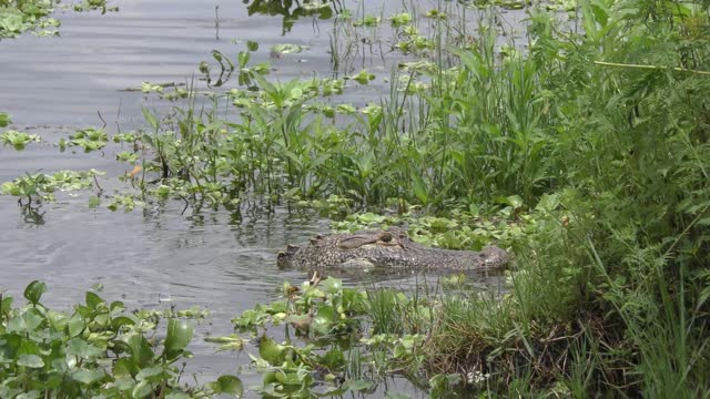 Alligator swallows a large gar fish