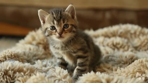 Cute Cat Gif