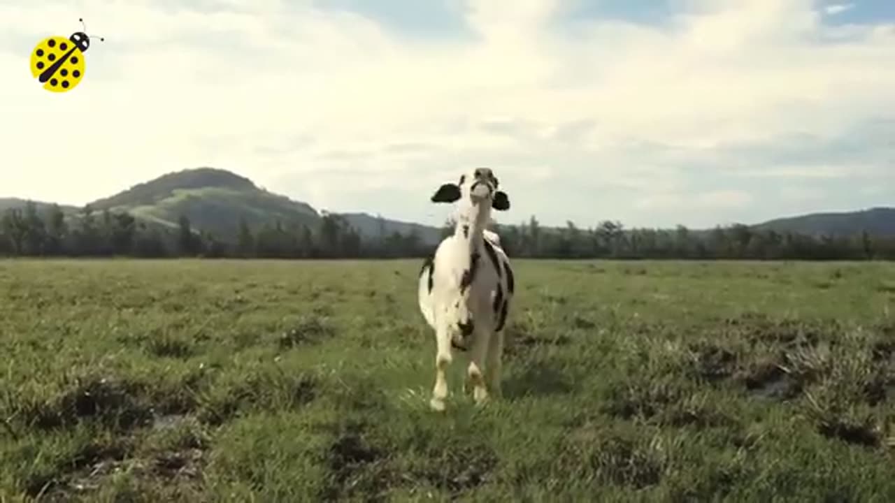 Funny cow