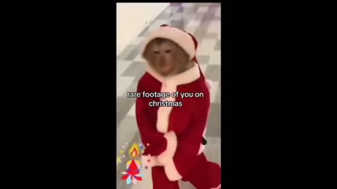 Try not to laugh🤣EXTREME