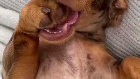 Funny dog video