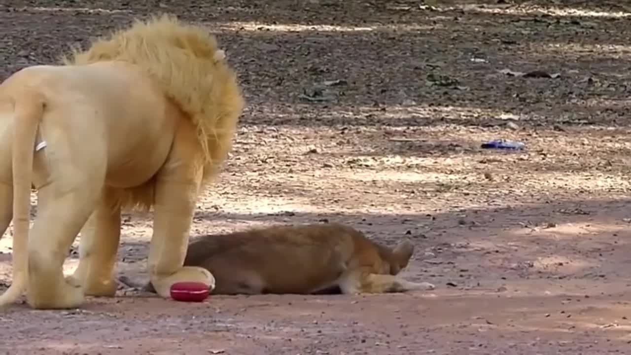 funny fake lion and fake tiger prank to dog 2