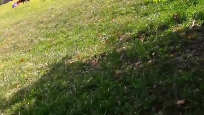 How To Make Dog Become Fully Aggressive With Few Simple Tips