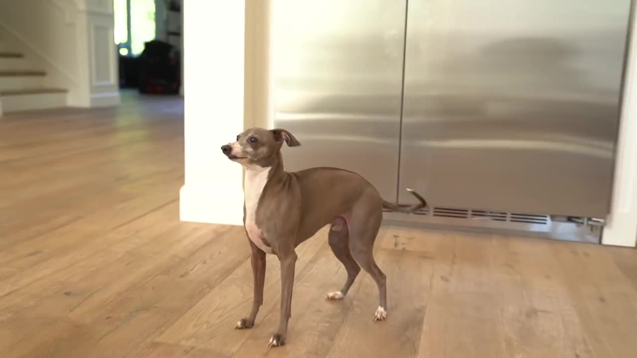 Jenna Marbles Funny Dog