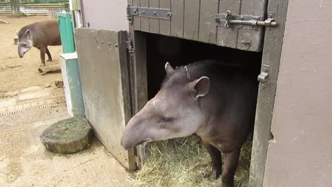 A Personality Tapir