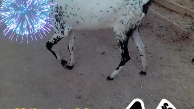 Eid Animals